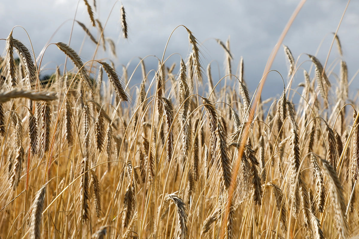 Hur kan Sverige säkra inhemsk mat produktion?